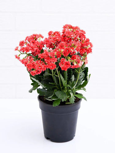 Kalanchoe Plant - Madagascar Widow’s Thrill - Christmas Kalanchoe